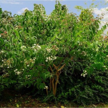 HEPTACODIUM miconioides TIANSHAN ® Minhep cov (Arbre aux sept fleurs TIANSHANb ®)