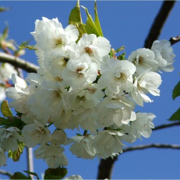 PRUNUS serrula (Cerisier du Tibet)