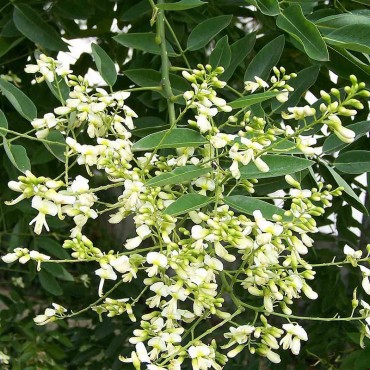 SOPHORA japonica (Sophora du Japon)