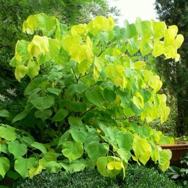 CERCIS canadensis HEARTS OF GOLD (Gainier du Canada Hearts of gold)