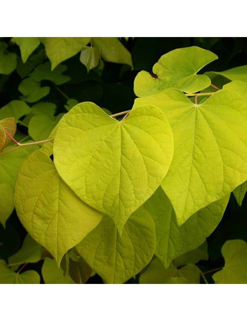 CERCIS canadensis HEARTS OF GOLD (Gainier du Canada Hearts of gold)