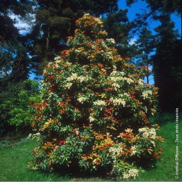 PIERIS FOREST FLAME (Andromède Forest Flame)