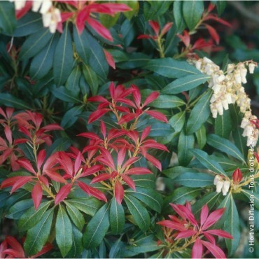 PIERIS FOREST FLAME (Andromède Forest Flame)