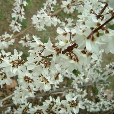 ABELIOPHYLLUM distichum (Forsythia blanc)