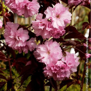 Prunus serrulata ROYAL BURGUNDY (Cerisier des collines du Japon Royal Burgundy)