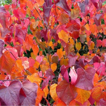 CERCIS canadensis FOREST PANSY (Gainier du Canada Forest Pansy)