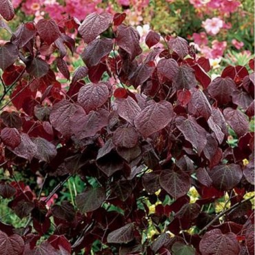 CERCIS canadensis FOREST PANSY (Gainier du Canada Forest Pansy)