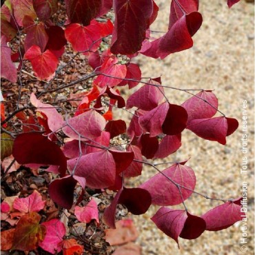 CERCIS canadensis RED FORCE ® Minrouge3 cov (Gainier du Canada Red Force ®)