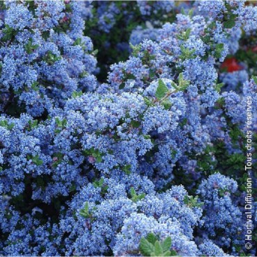 CEANOTHUS impressus PUGET BLUE (Céanothe Puget blue)