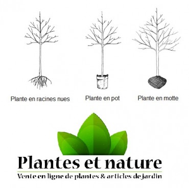 PRUNUS laurocerasus ROTUNDIFOLIA (Laurier-cerise à feuilles rondes, Laurier-amande, Laurier palme) 