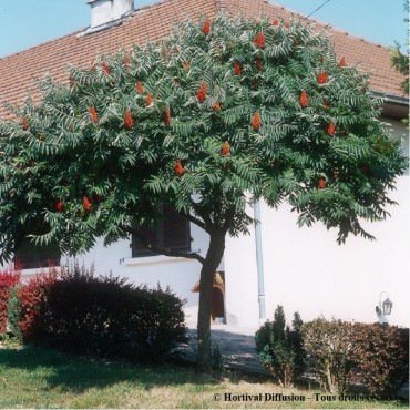 RHUS typhina (Sumac de Virginie, Sumac amaranthe)