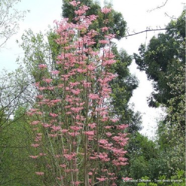 CEDRELA sinensis FLAMINGO (Cédrèle, Acajou de Chine Flamingo, Toona)