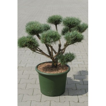 PINUS sylvestris WATERERI (Pin sylvestre nain de Waterer) - Forme bonsaï