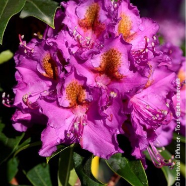 RHODODENDRON hybride RED EYE (Rhododendron mauve RED EYE)