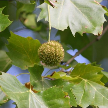 PLATANUS acerifolia (Platane à feuilles d'érable)