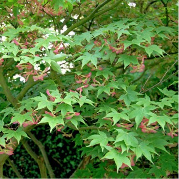 ACER palmatum Osakazuki (Érable du Japon palmé Osakazuki)