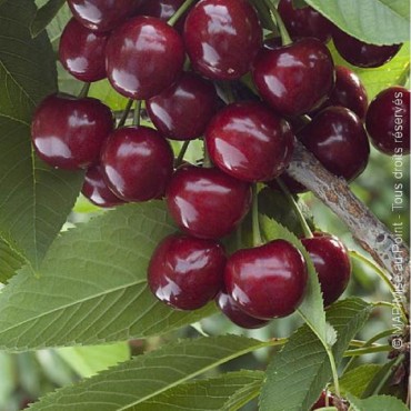 CERISIER bigarreau DURONI N°3 (Prunus avium)