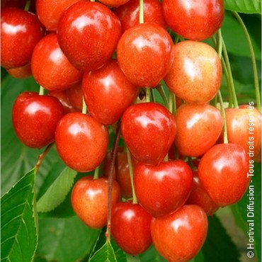 CERISIER bigarreau RAINIER (Prunus avium)