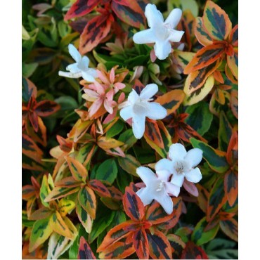 ABELIA grandiflora KALEIDOSCOPE ® (Abélia à grandes fleurs Kaleidoscope)