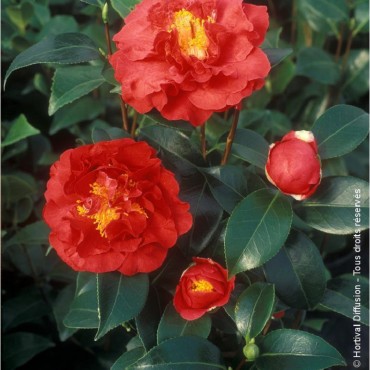 CAMELLIA japonica BLOOD OF CHINA (Camélia du Japon rouge Blood of China)