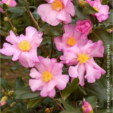 CAMELLIA sasanqua CLEOPATRA (Camélia d'automne rose)