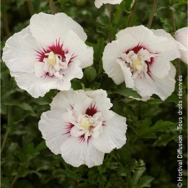 HIBISCUS syriacus FRENCH POINT ® (Hibiscus, Althéa)
