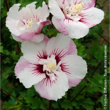 HIBISCUS syriacus PINKY SPOT ® (Hibiscus, Althéa)