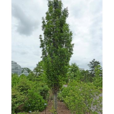 QUERCUS palustris GREEN PILLAR Pringreen (Chêne des marais colonnaire Green Pillar)