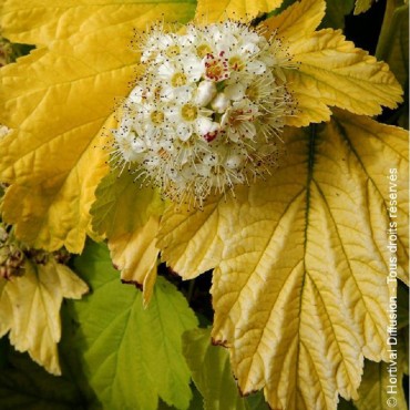 PHYSOCARPUS opulifolius ANGEL GOLD ® (Physocarpus à feuilles d'Obier)