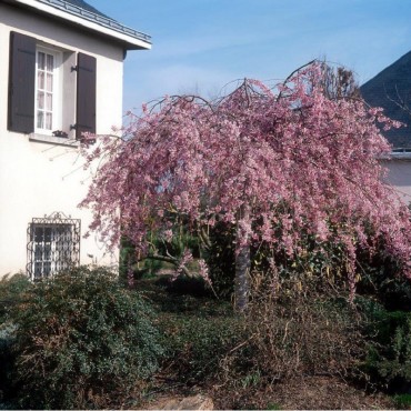 PRUNUS subhirtella PENDULA RUBRA (Cerisier du Japon pleureur rouge)