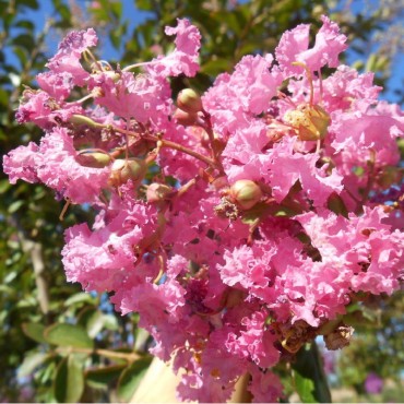 LAGERSTROEMIA MONTBAZILLAC ® (Lilas des Indes)