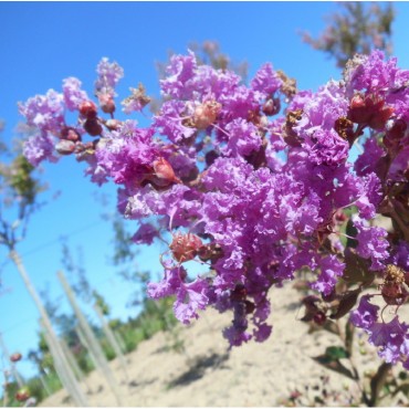 LAGERSTROEMIA TERRE CHINOISE ® (Lilas des Indes)