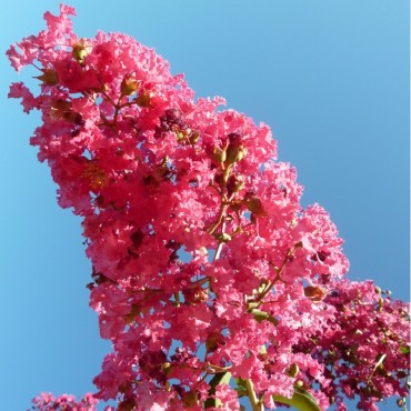 LAGERSTROEMIA YANG TSE ® (Lilas des Indes)