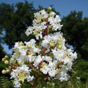 LAGERSTROEMIA BLANC (Lilas des Indes)