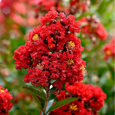 LAGERSTROEMIA ROUGE (Lilas des Indes)