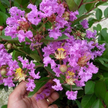 LAGERSTROEMIA ROSE (Lilas des Indes)