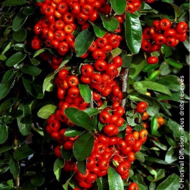 PYRACANTHA SAPHYR ROUGE ® (Buisson ardent)