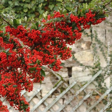 PYRACANTHA SAPHYR ROUGE ® (Buisson ardent)