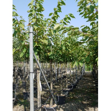 CERISIER griotte MONTMORENCY (Prunus cerasus)