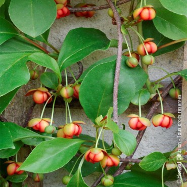 SCHISANDRA rubriflora (Schisandra à fleurs rouges)