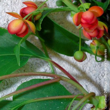 SCHISANDRA rubriflora (Schisandra à fleurs rouges)