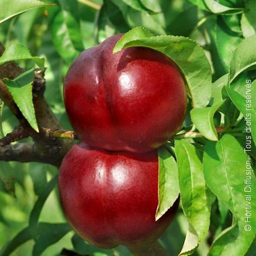 NECTARINIER Morton (Prunus persica)