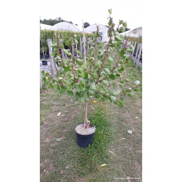 ABRICOTIER LUIZET (Prunus armeniaca)