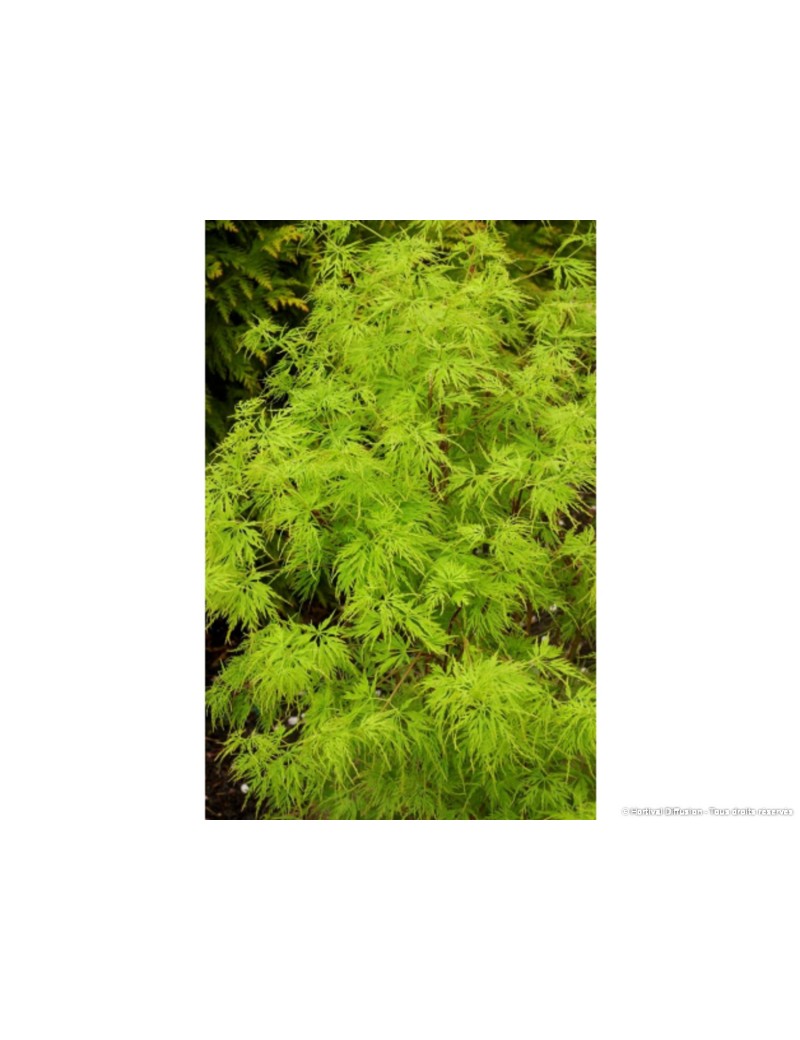 ACER palmatum DISSECTUM SEIRYU (Érable du Japon)