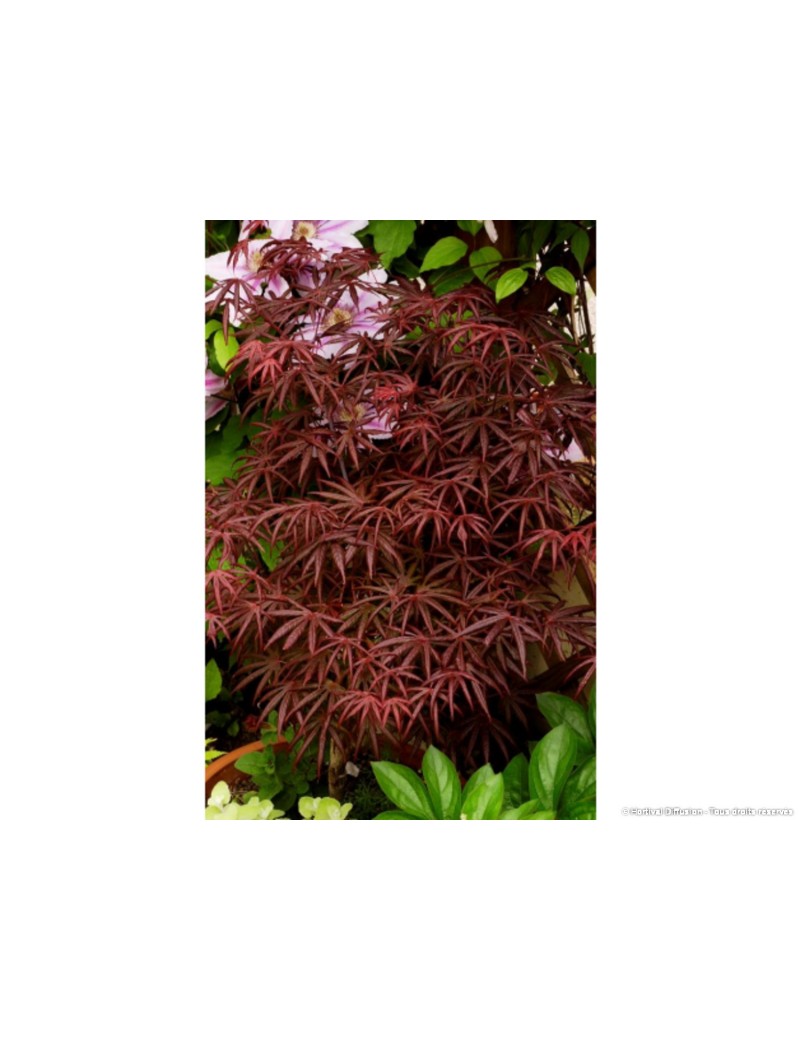 ACER palmatum DISSECTUM TROMPENBURG (Érable du Japon)