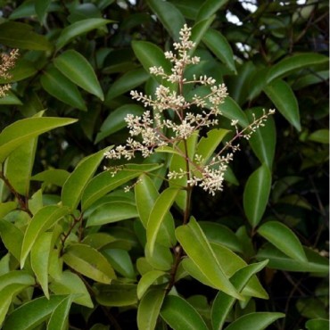 LIGUSTRUM japonicum forme tige (Troène du Japon)