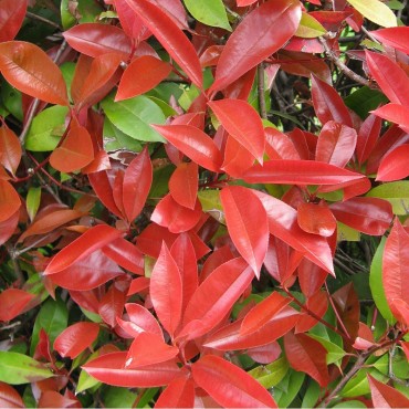 PHOTINIA fraseri RED ROBIN (Photinia hybride Red Robin)