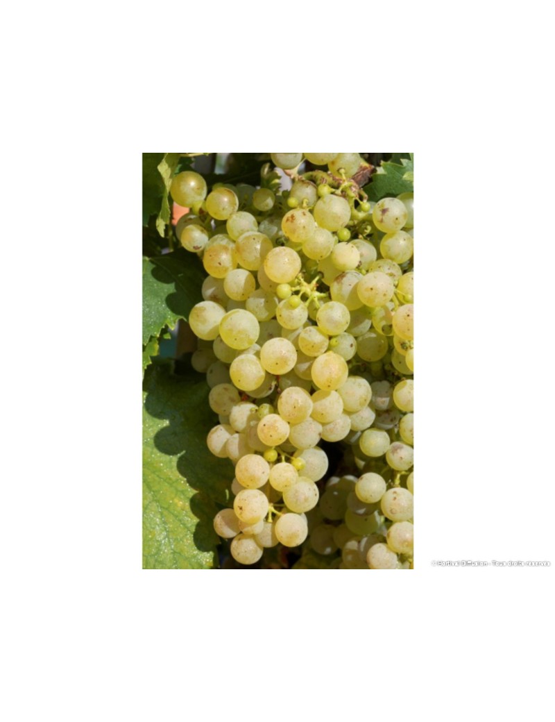 VIGNE DE TABLE CHASSELAS DE FONTAINEBLEAU (Vitis vinifera)