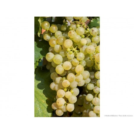 VIGNE DE TABLE CHASSELAS DE FONTAINEBLEAU (Vitis vinifera)