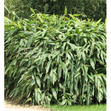SASA TESSELLATA (Petit bambou)
